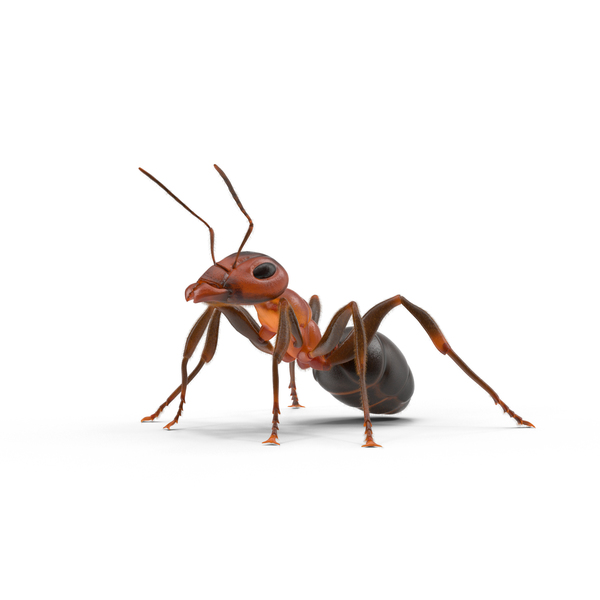 Ant Control