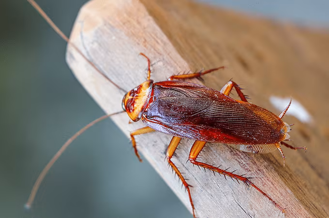 Cockroach Control