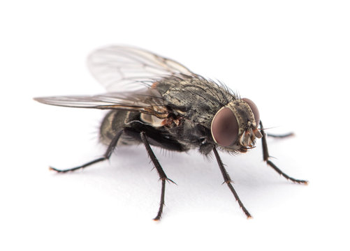 Fly Control