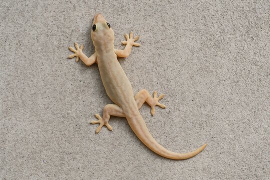 Lizard Control