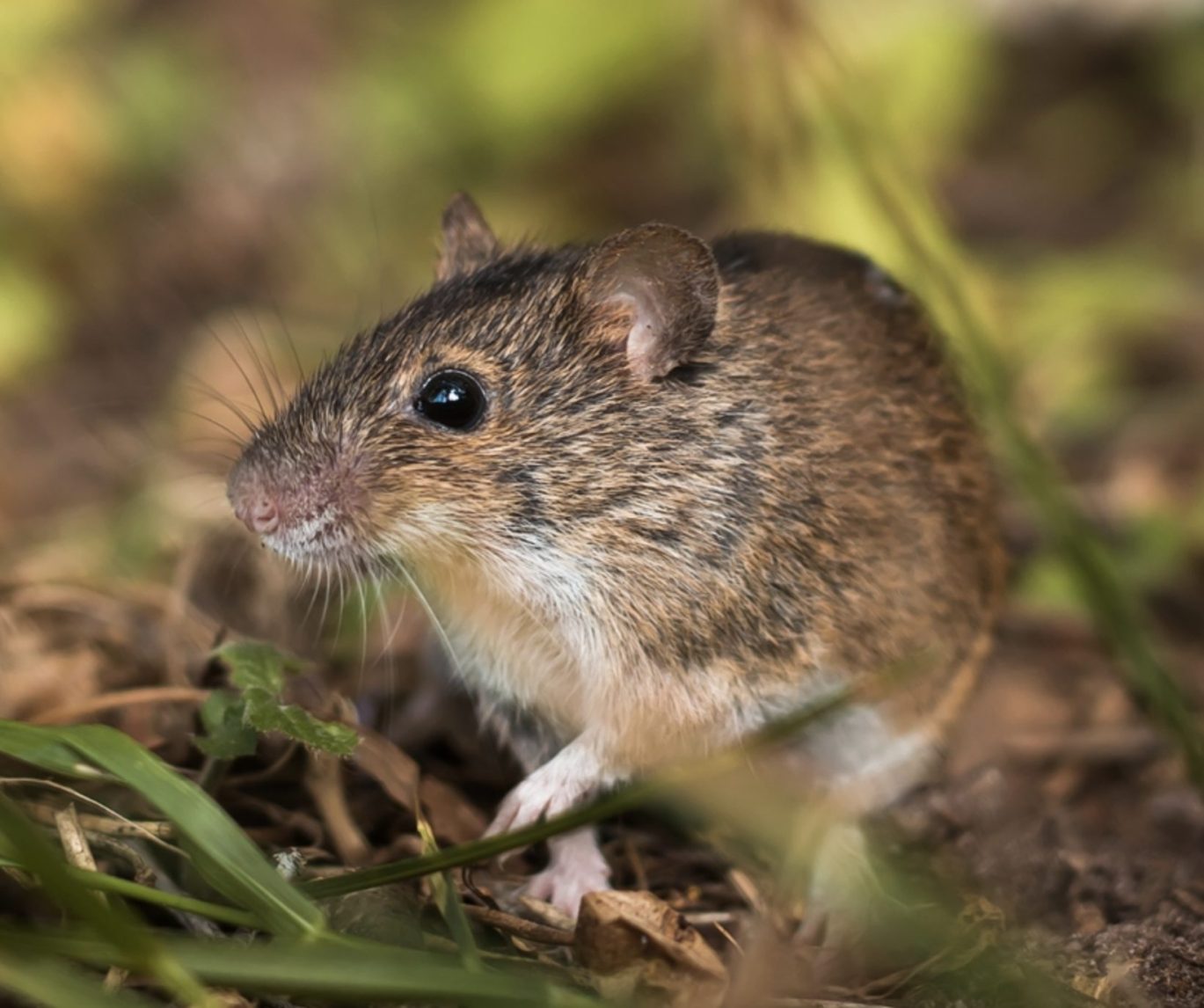 Rodent Control
