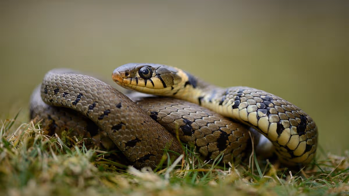 Snake Control