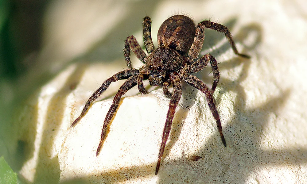 Spider Control