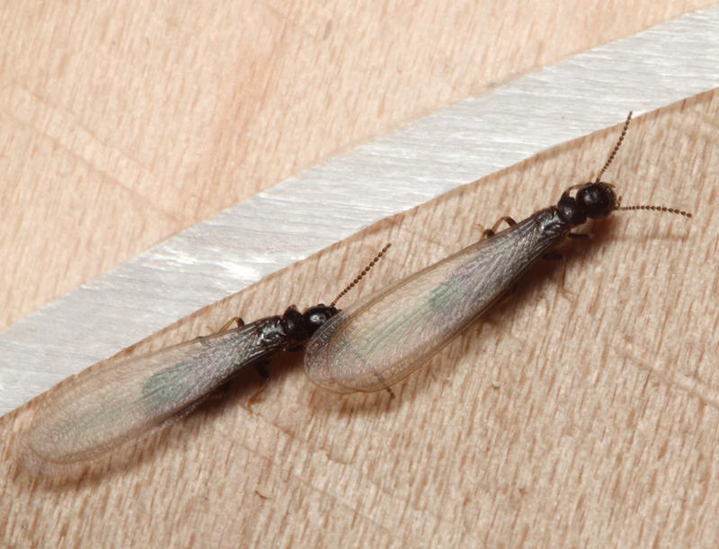 Termite Control
